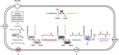 Fermentative Production of l-2-Hydroxyglutarate by Engineered Corynebacterium glutamicum via Pathway Extension of l-Lysine Biosynthesis